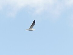 Larus dominicanus dominicanus