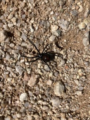 Latrodectus