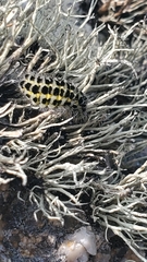 Zygaena filipendulae