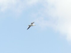 Larus dominicanus dominicanus
