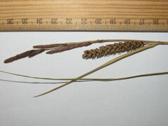 Carex flacca serrulata