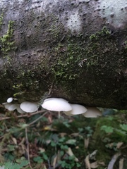Pleurotus pulmonarius