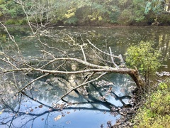 Planera aquatica