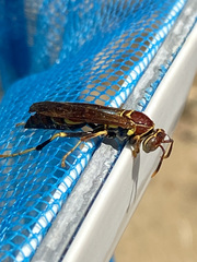 Polistes instabilis