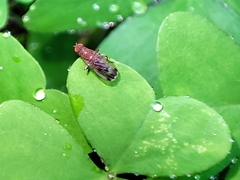 Suillia variegata