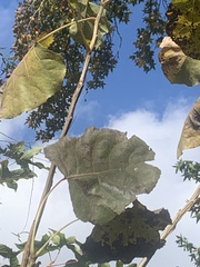 Populus deltoides