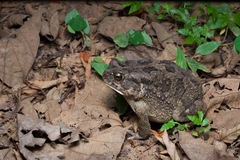 Sclerophrys maculata