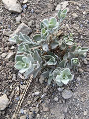 Atriplex leucophylla