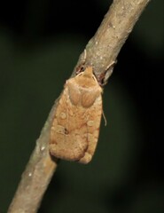 Conistra erythrocephala