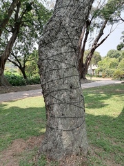 Pithecellobium dulce