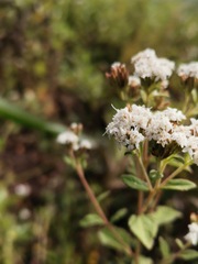 Stevia
