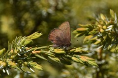 Callophrys augustinus
