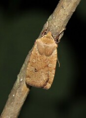 Conistra erythrocephala