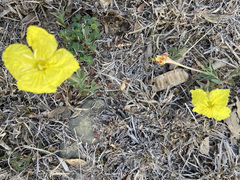 Oenothera lavandulifolia