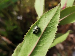 Zygogramma signatipennis