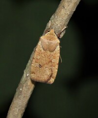 Conistra erythrocephala