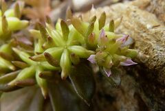 Phedimus stellatus