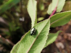 Zygogramma signatipennis