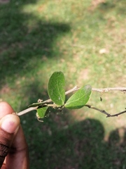 Pithecellobium dulce