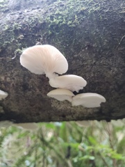 Pleurotus pulmonarius