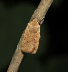 Conistra erythrocephala