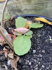 Rudbeckia hirta