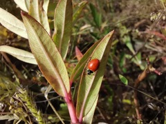 Cycloneda emarginata