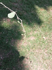 Pithecellobium dulce