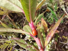 Cycloneda emarginata