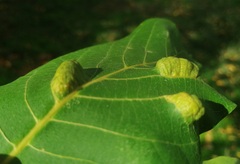 Aceria erinea