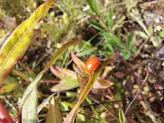 Cycloneda emarginata