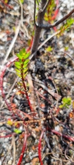 Laurembergia repens