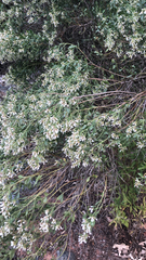 Baccharis salicina