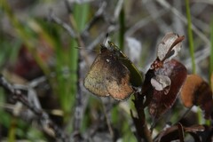 Callophrys augustinus