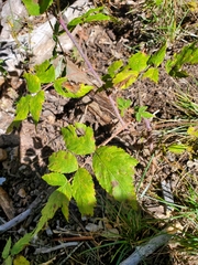 Rubus hirtus