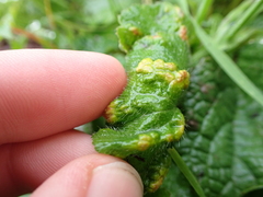 Cecidophyes nudus