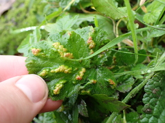 Cecidophyes nudus