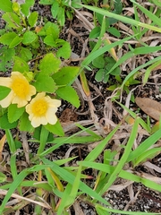 Sida rhombifolia
