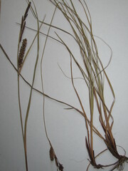 Carex flacca serrulata