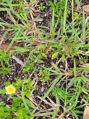 Sida rhombifolia