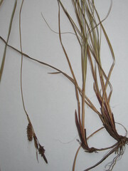 Carex flacca serrulata