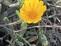 Calendula arvensis