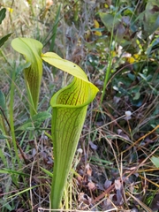 Sarracenia alata