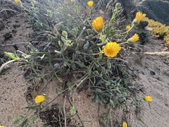 Calendula arvensis