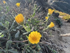 Calendula arvensis