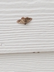 Frederickia nigricomma