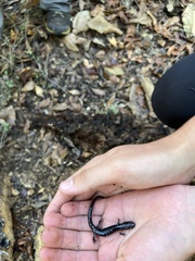 Plethodon glutinosus