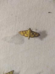 Prenesta scyllalis