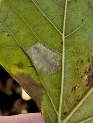Phyllonorycter platani