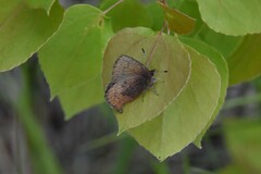 Callophrys augustinus